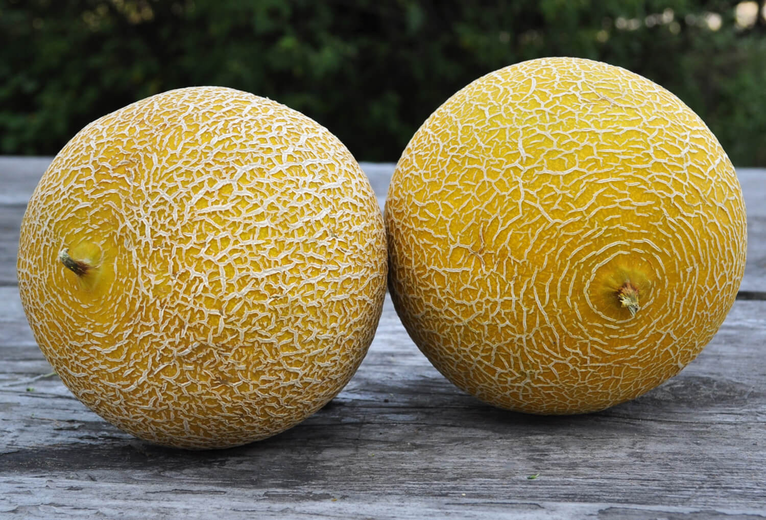 Melonen was ist der Unterschied!? Aktuelles LANDLINIE